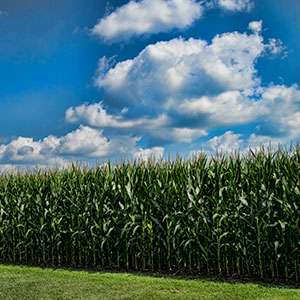 Wisconsin Grain - Corn